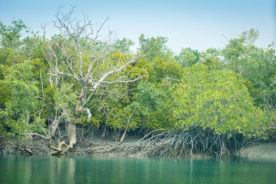 Sundarbans